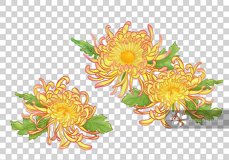 秋天盛开的黄色菊花图片素材