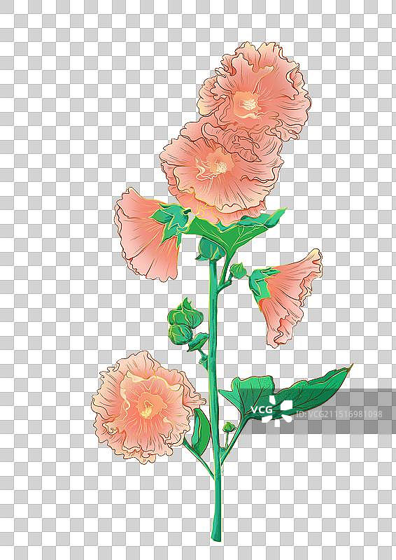 粉色盛开的木槿花图片素材