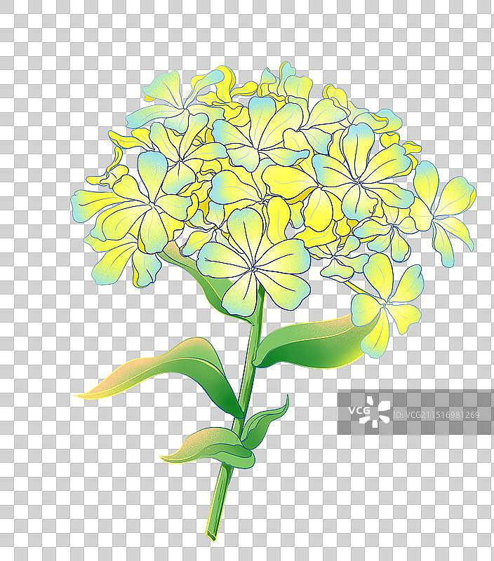 夏日盛开的茂盛绣球花图片素材