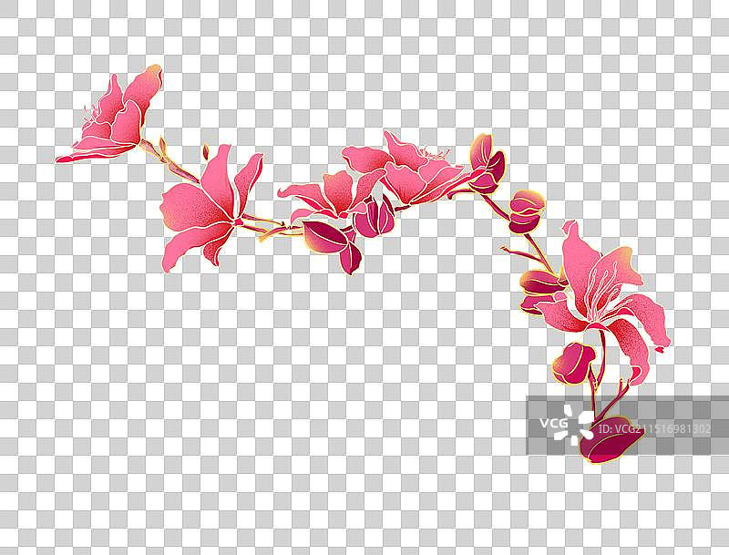 粉色盛开的紫荆花图片素材