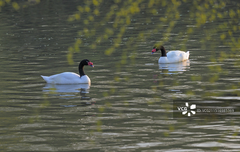伴侣(黑颈天鹅)图片素材