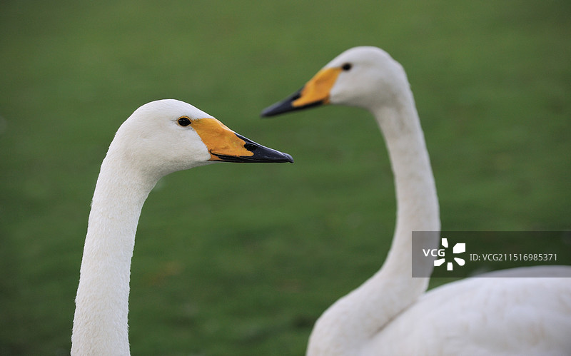 伴侣(大天鹅)图片素材