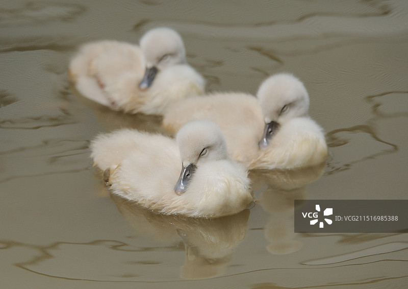 三小天鹅(疣鼻天鹅)图片素材
