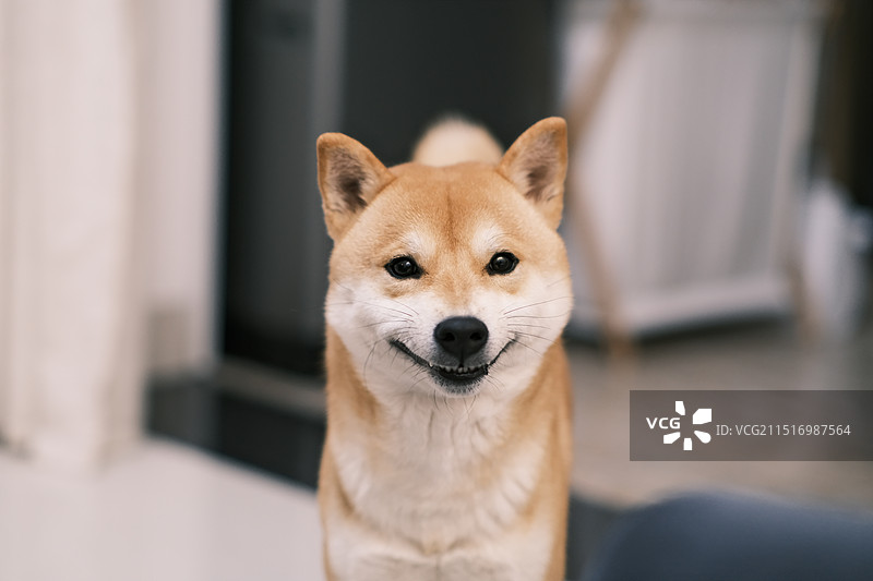 假笑的柴犬图片素材