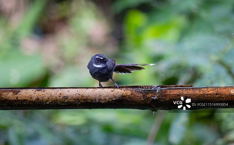 舞者：白喉扇尾鹟-2图片素材