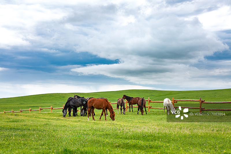 内蒙古呼伦贝尔草原马群农场牧场夏季户外风光在多云的天气图片素材