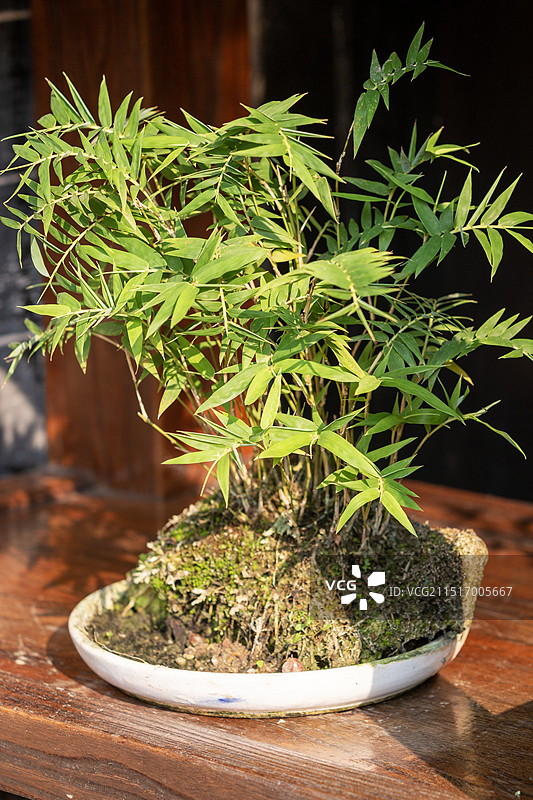 日光下桌子上的文竹盆景图片素材