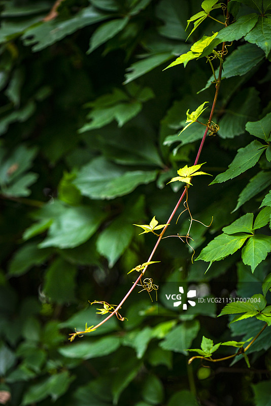 五叶地锦图片素材