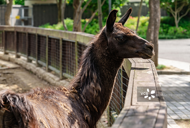 动物园羊驼图片素材