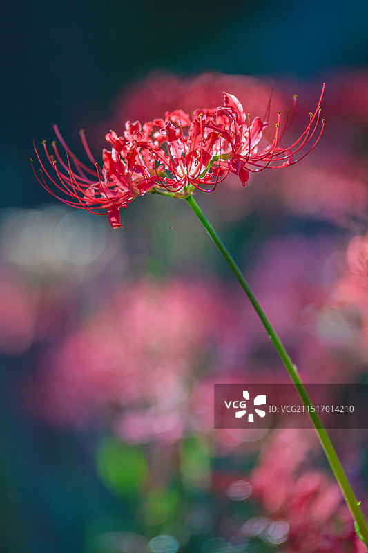 彼岸花图片素材