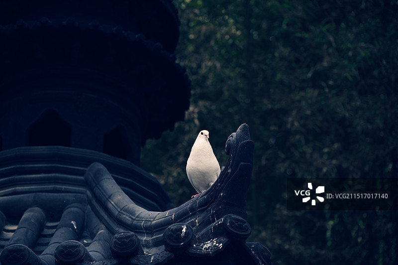 兴善寺的鸽子图片素材