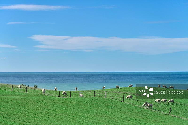 海边牧场图片素材