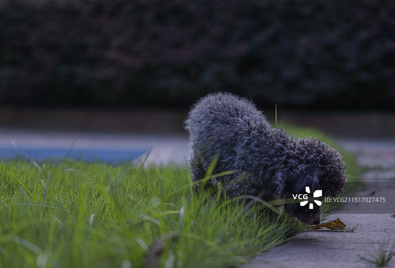 一只小狗在闻秋叶图片素材