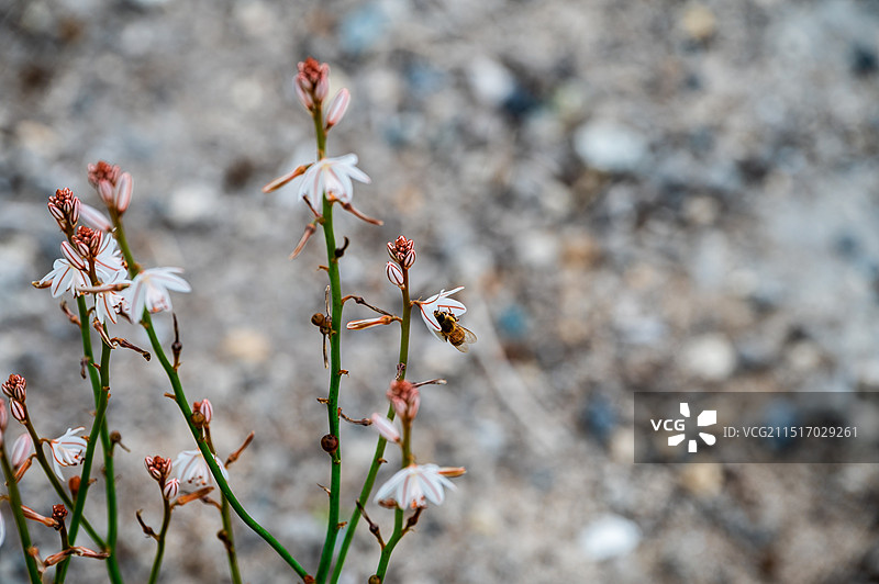 稀有植物，稀有花卉，美丽的花蔺和蜜蜂，澳大利亚的春天特别的清新美丽图片素材
