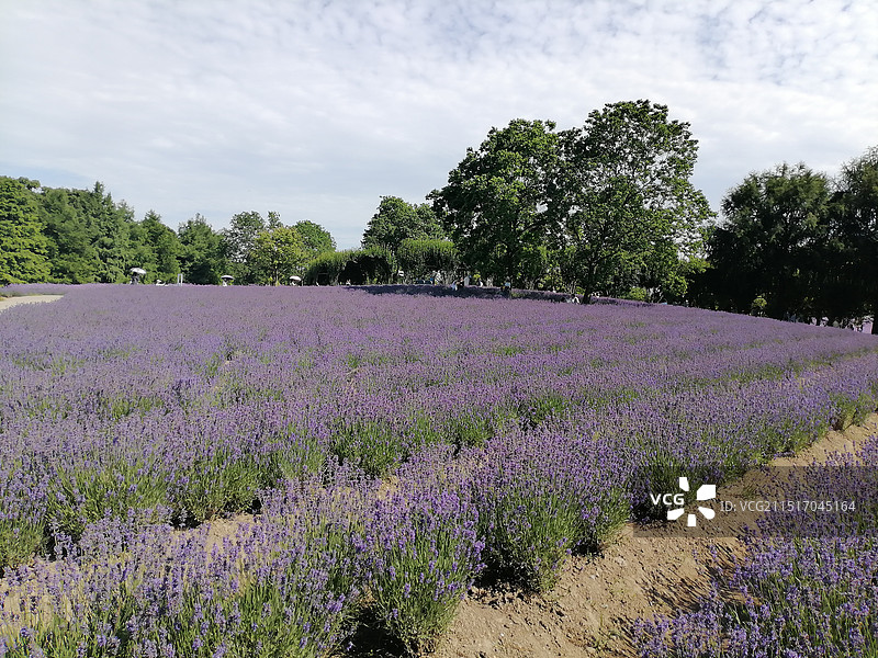 薰衣草公园图片素材