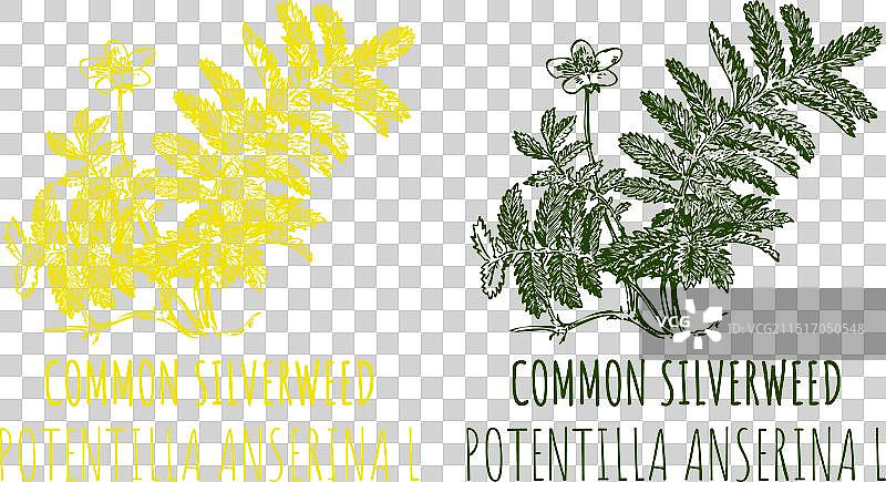 委陵菜手绘图图片素材