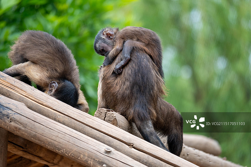 济南野生动物世界图片素材