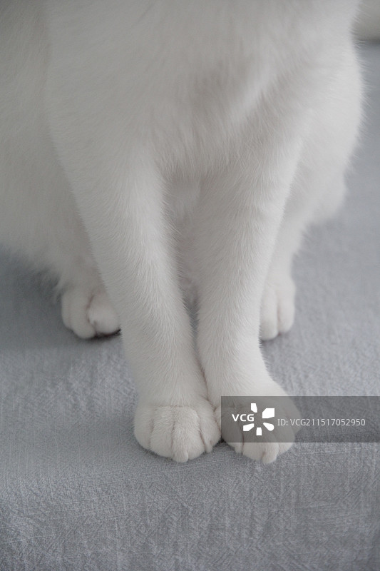 漂亮的小白猫图片素材