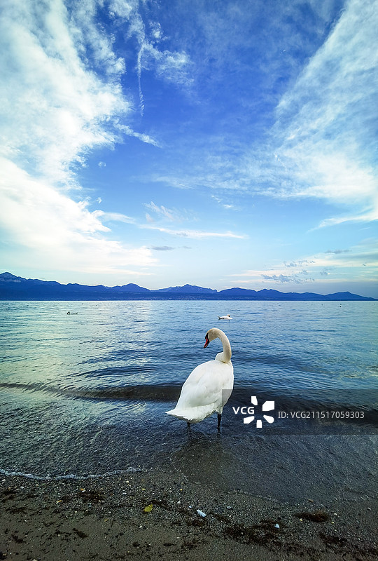 日内瓦湖边的天鹅图片素材