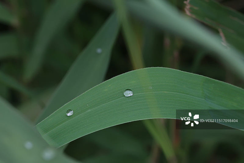 绿色竹叶与透明露珠特写图片素材