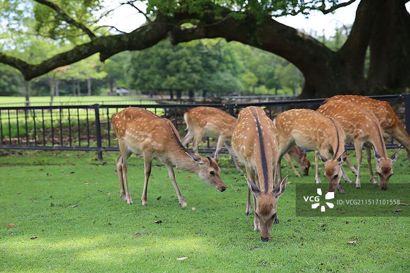 奈良悠闲的鹿图片素材