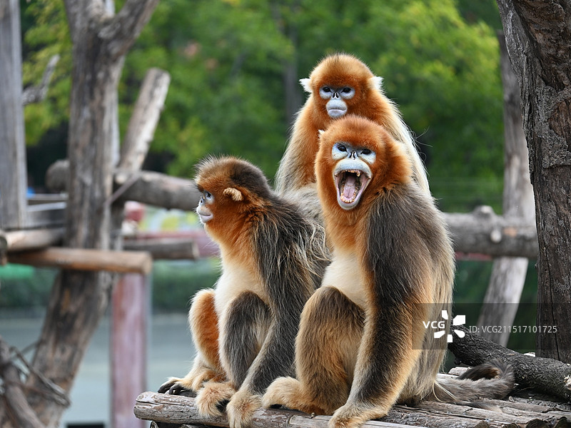 济南野生动物世界图片素材