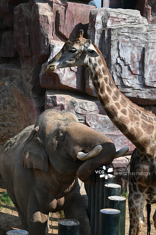 济南野生动物世界图片素材