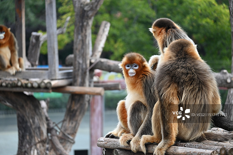 济南野生动物世界图片素材