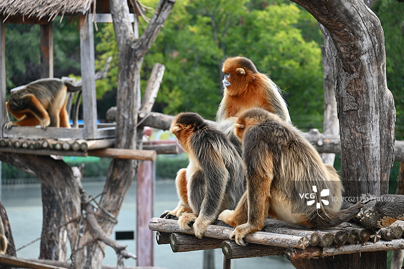 济南野生动物世界图片素材