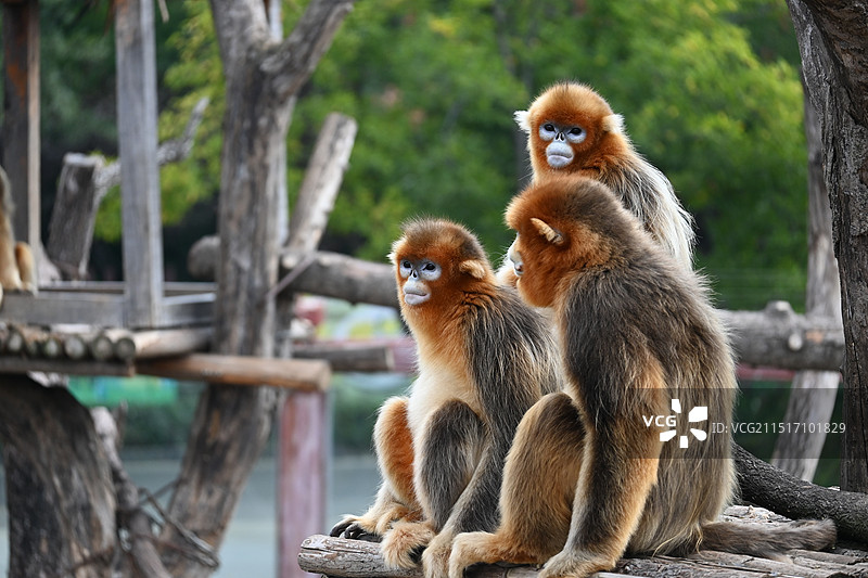 济南野生动物世界图片素材