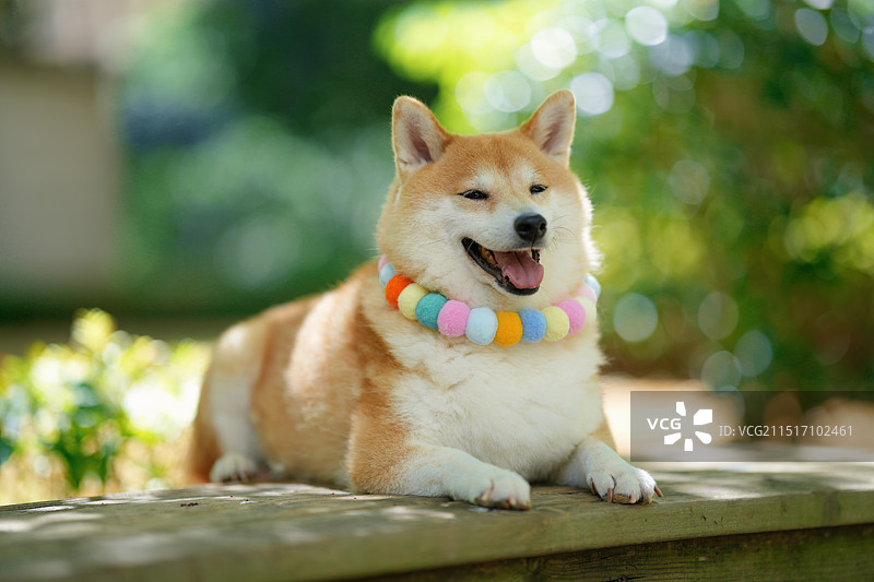 柴犬户外照片图片素材