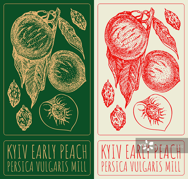 基辅早桃手绘图片素材