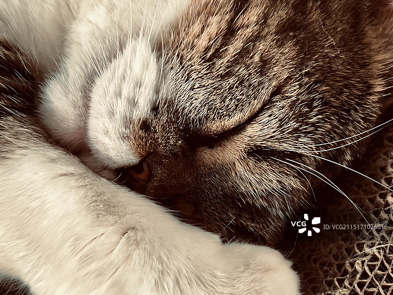 猫的特写肖像图片素材