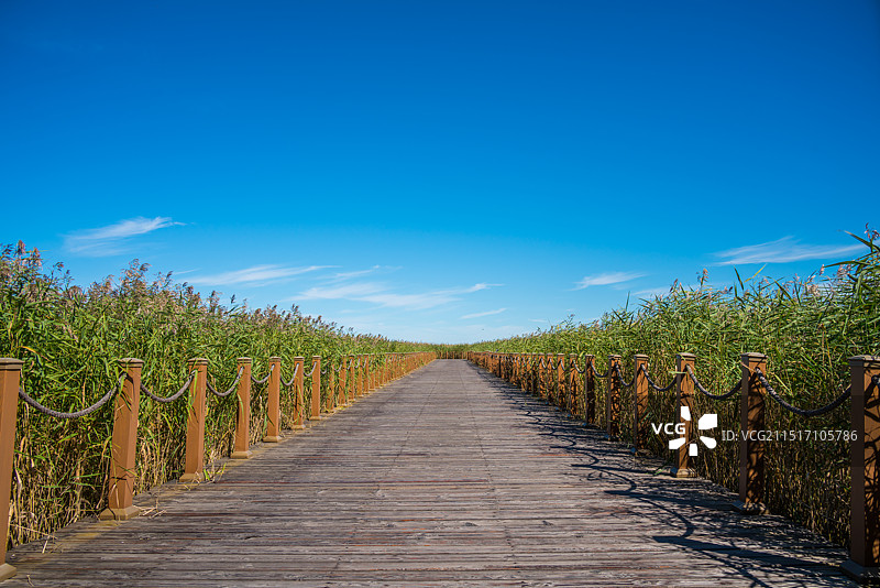 黑龙江扎龙国家级自然保护区夏天湿地木栈道图片素材