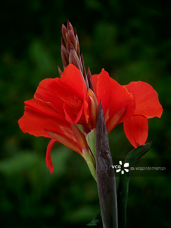 美人蕉图片素材