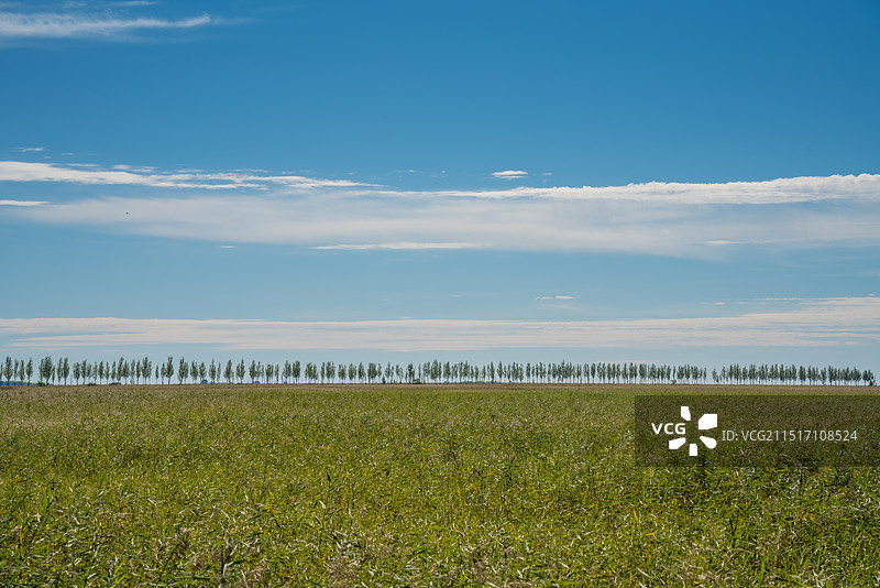 黑龙江扎龙国家级自然保护区  湿地芦苇荡图片素材