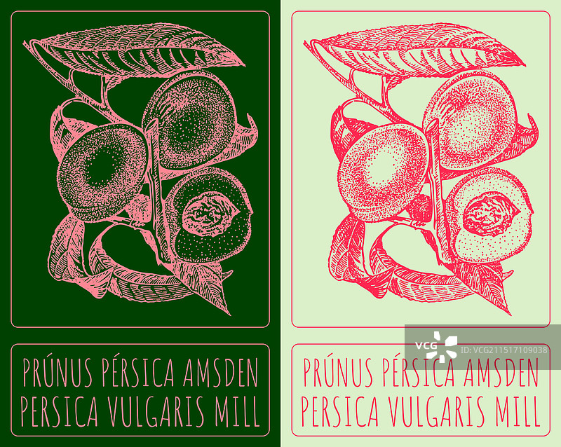 手绘桃子图片素材