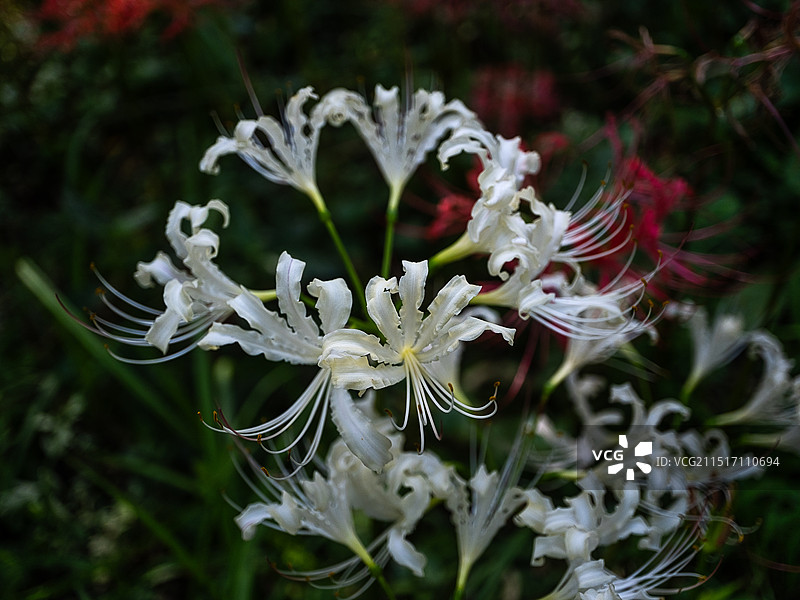 夏末初秋扬州宋夹城体育公园盛开的在红色彼岸花衬托之下的白色彼岸花图片素材