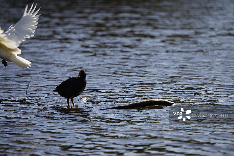 水面水鸟飞翔争夺捕食图片素材