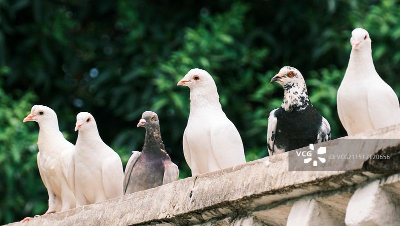 南京玄武湖初秋鸽子鸽舍图片素材