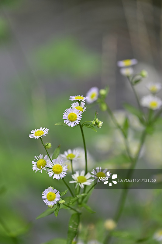 白色雏菊的特写镜头图片素材