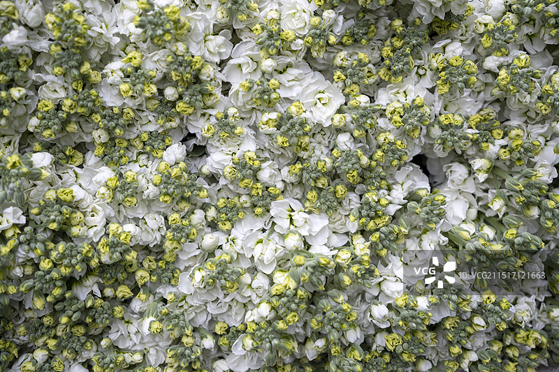 白色开花植物的全帧拍摄图片素材