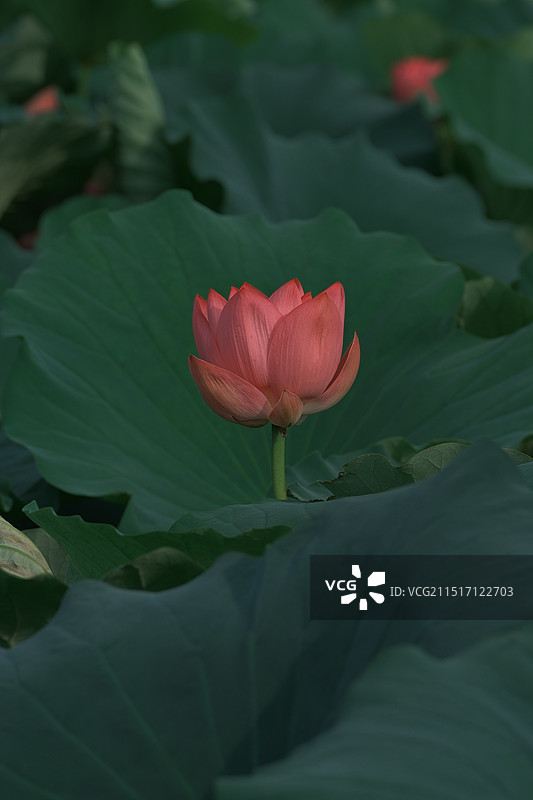 夏日观荷图片素材