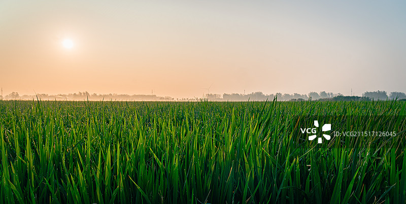 清晨的农田的露珠图片素材