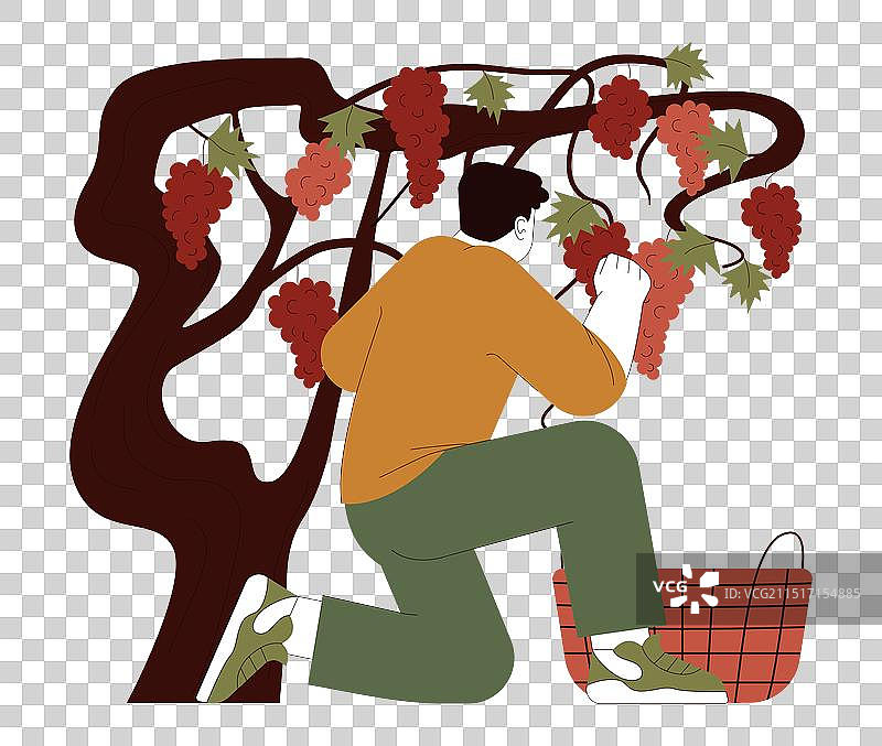 男性农民采摘紫色成熟葡萄图片素材