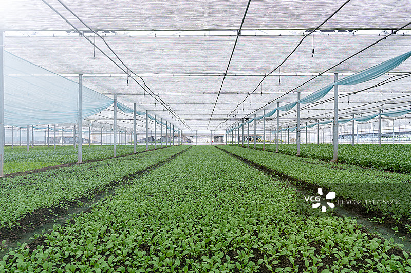 现代农业蔬菜大棚种植图片素材