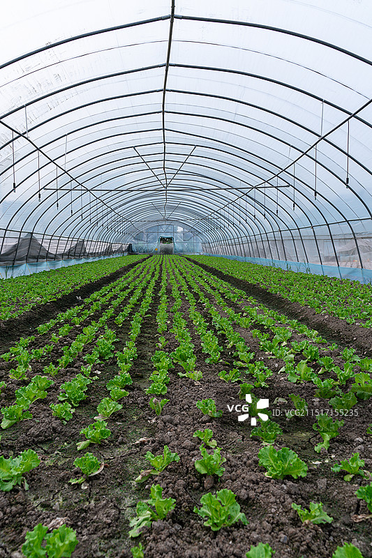 现代农业蔬菜大棚种植图片素材
