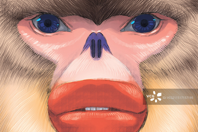 滇金丝猴手绘插画图片素材