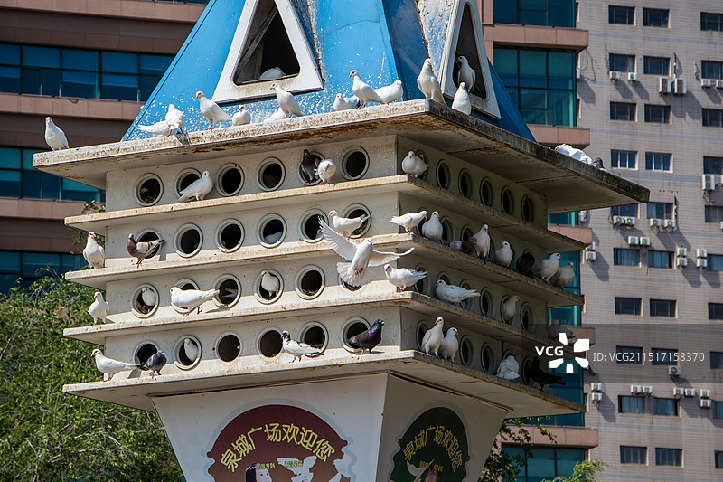 济南泉城广场鸽子窝和栖息的鸽子图片素材
