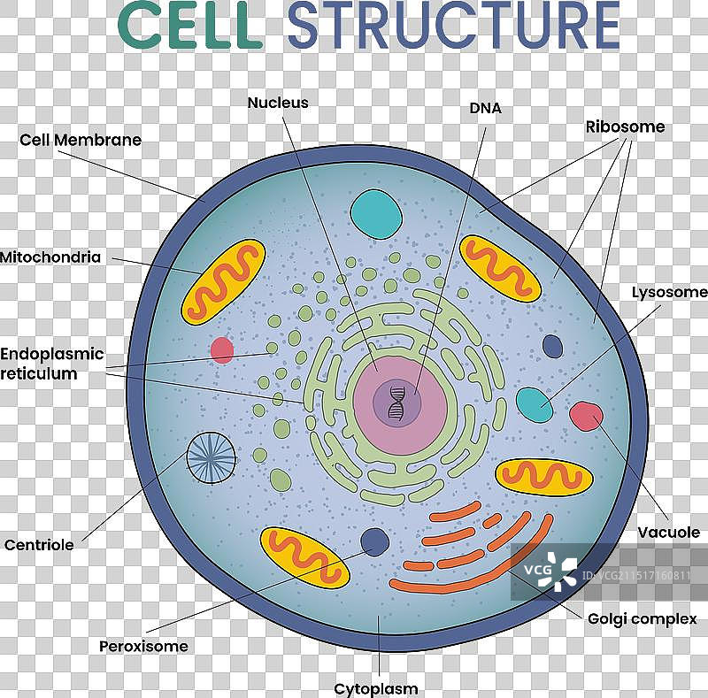 细胞结构信息图图片素材